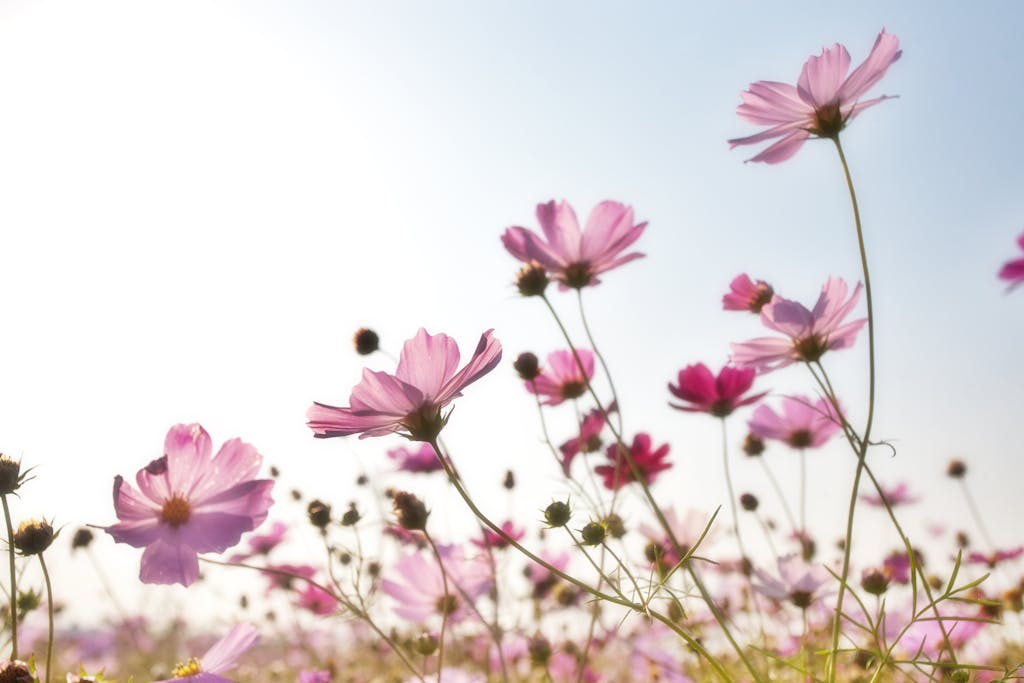 A beautiful field of pink cosmos flowers in full bloom under a clear sky.